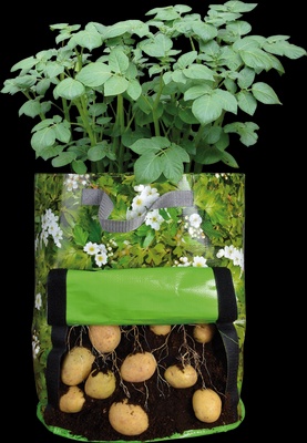 Sembradora de Patatas Terraza